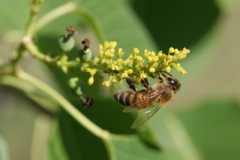 BeePlants1