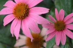 Coneflower_505