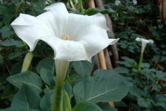 Datura4