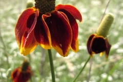 Mex.hat_016_1