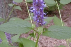 agastachescro