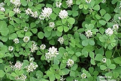 ball_clover_StephenvilleTAMU