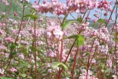 buckwheat