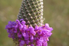 clover.purple.praire_label