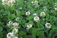 clover.whitedutch_002