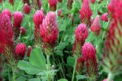 crimson.clover.label_