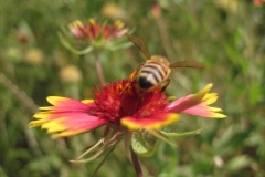 firewheel_013_1