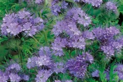 phacelia_tan