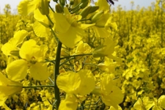 rapeseed-photo