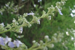 vitex.negundo_017