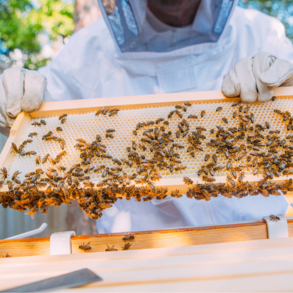 learn beekeeping