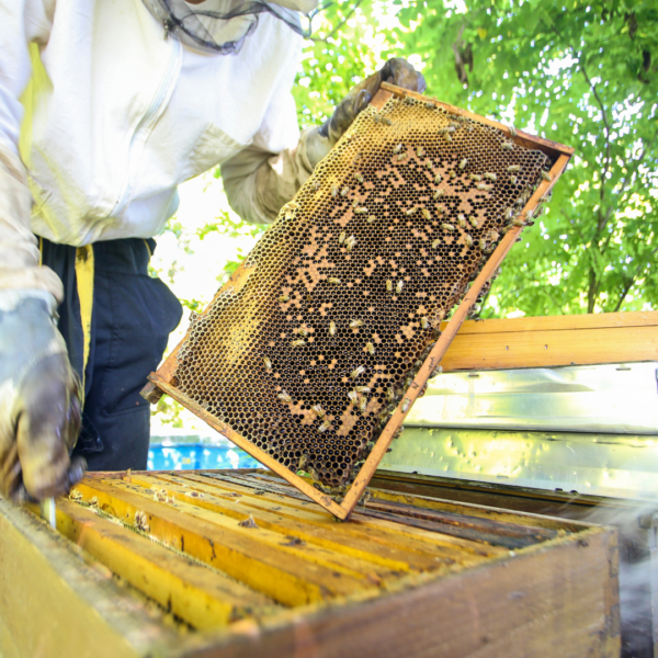 learn how to take care of bees
