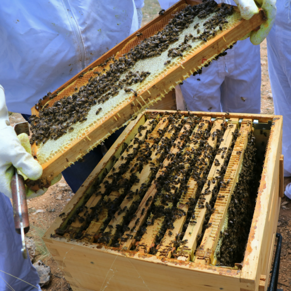 1-4 Nucleus Hive(s) - Image 7