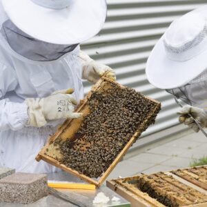 beekeeper, bees, beehive-2650663.jpg