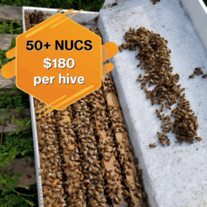 50 or More Nucleus Hives, FULL PRICE
